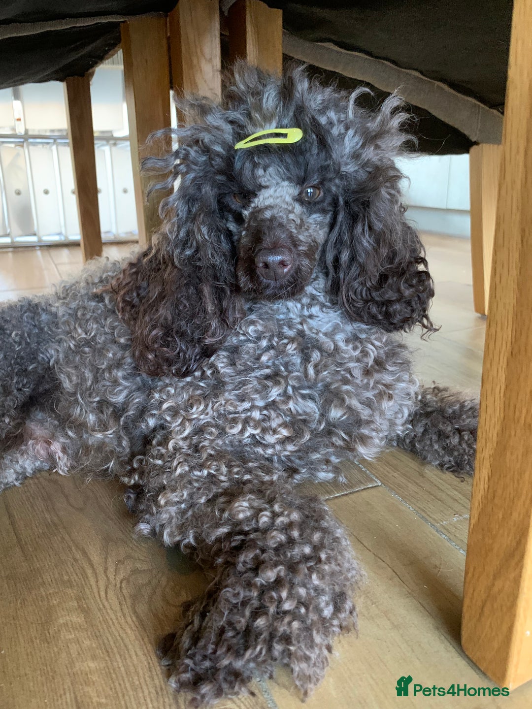 Cavapoo dogs for sale: Stunning premium F1 Cavapoos 🥰 DNR tested parents - Image 26
