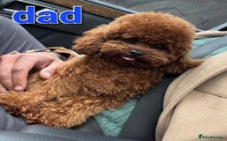 Cavapoo dogs for sale: Ruby red f1b toy cavapoo female  - Advert 4