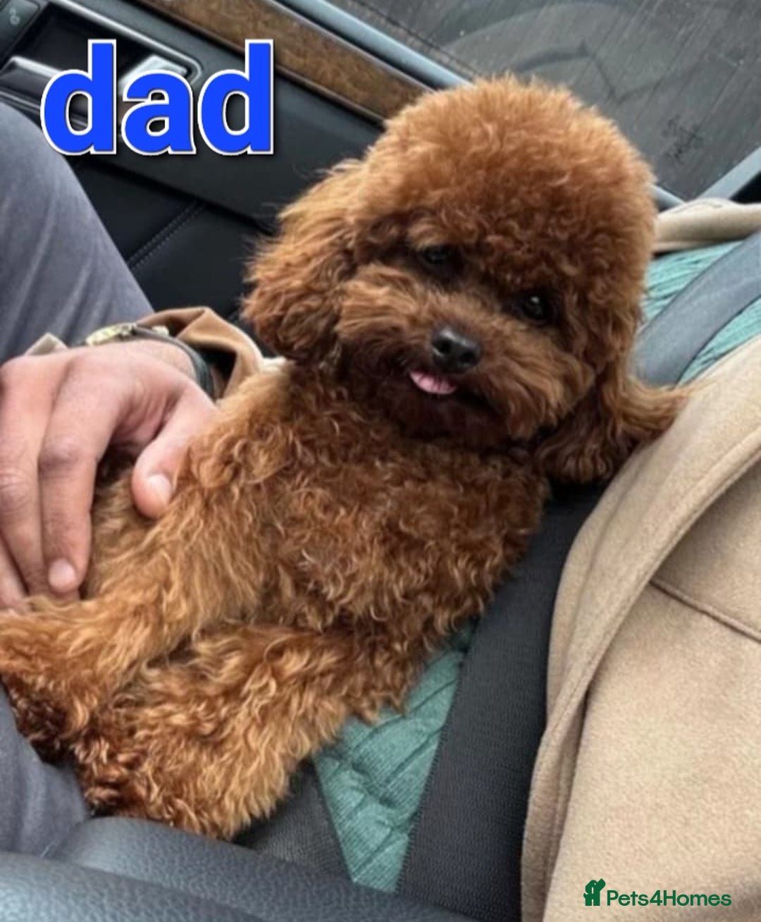 Cavapoo dogs for sale: Ruby red f1b toy cavapoo female  - Advert 4