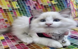 Ragdoll cats for sale: Ragdollkittens health tested gccf/tica parents  - Image 8