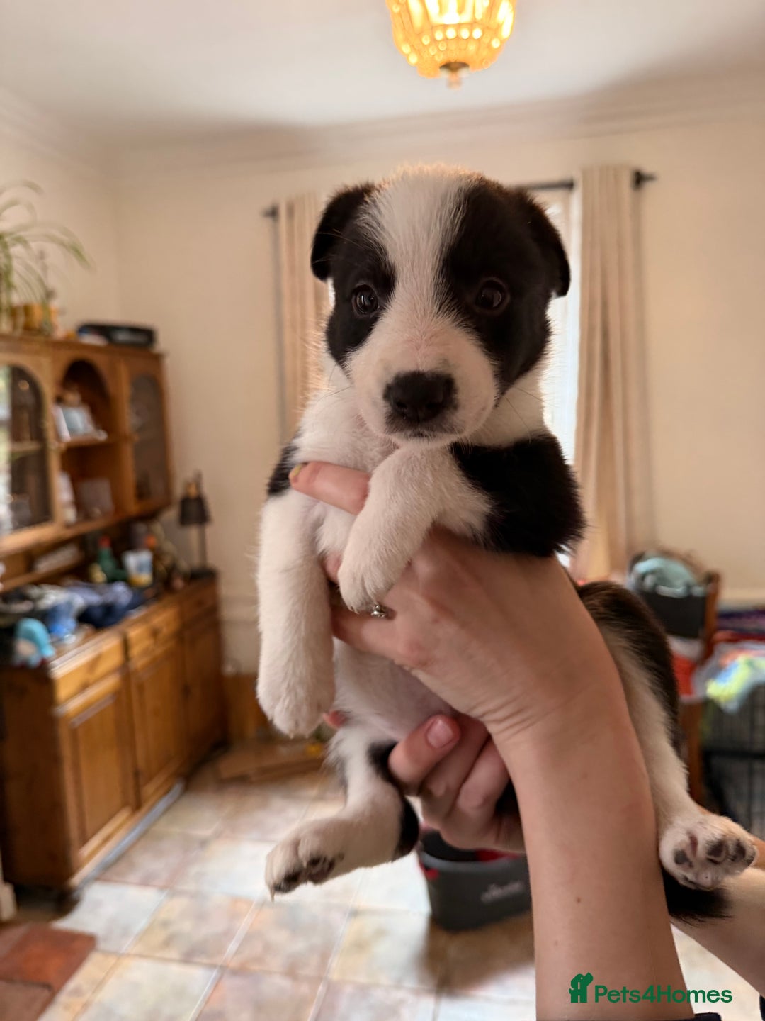 Border Collie dogs for sale: Pure Breed Boarder Collie Pups - Image 28