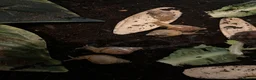 Snails invertebrates for sale: 12 healthy baby giant African land snail baby’s  - Advert 2