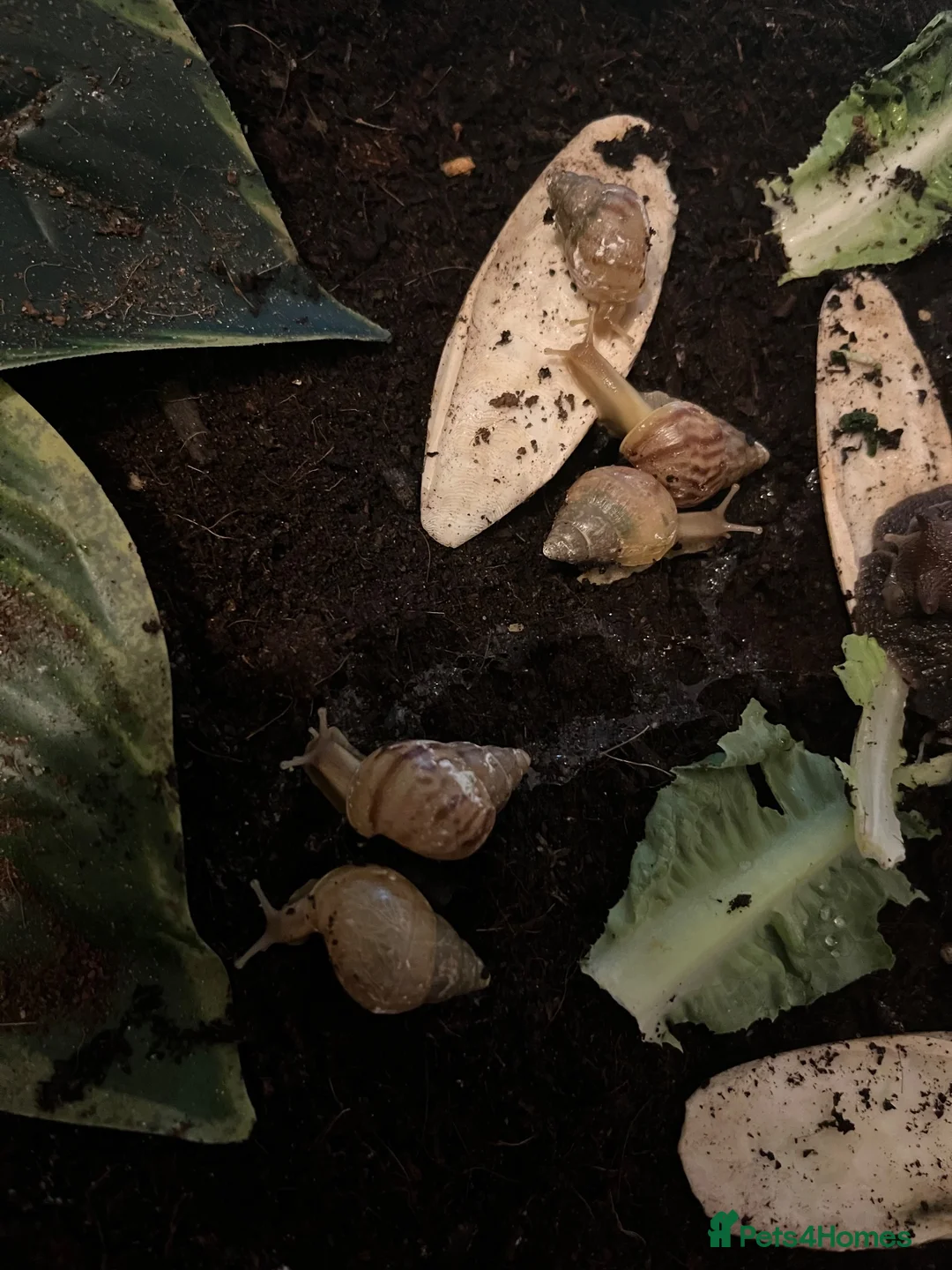 Snails invertebrates for sale: 12 healthy baby giant African land snail baby’s  - Advert 2