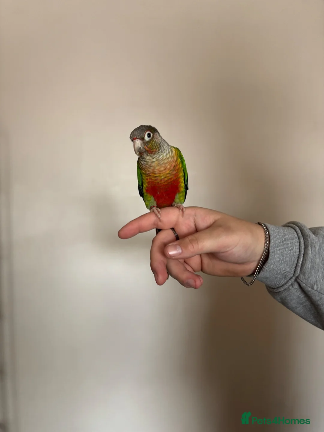 Conures birds for sale: Green cheeked conure  - Advert 2