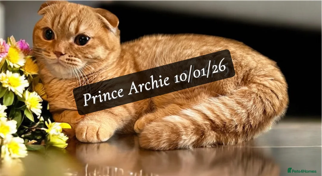 Munchkin cats for sale: Exceptional Quality & Rare Persian Napoleon Minuet - Advert 21