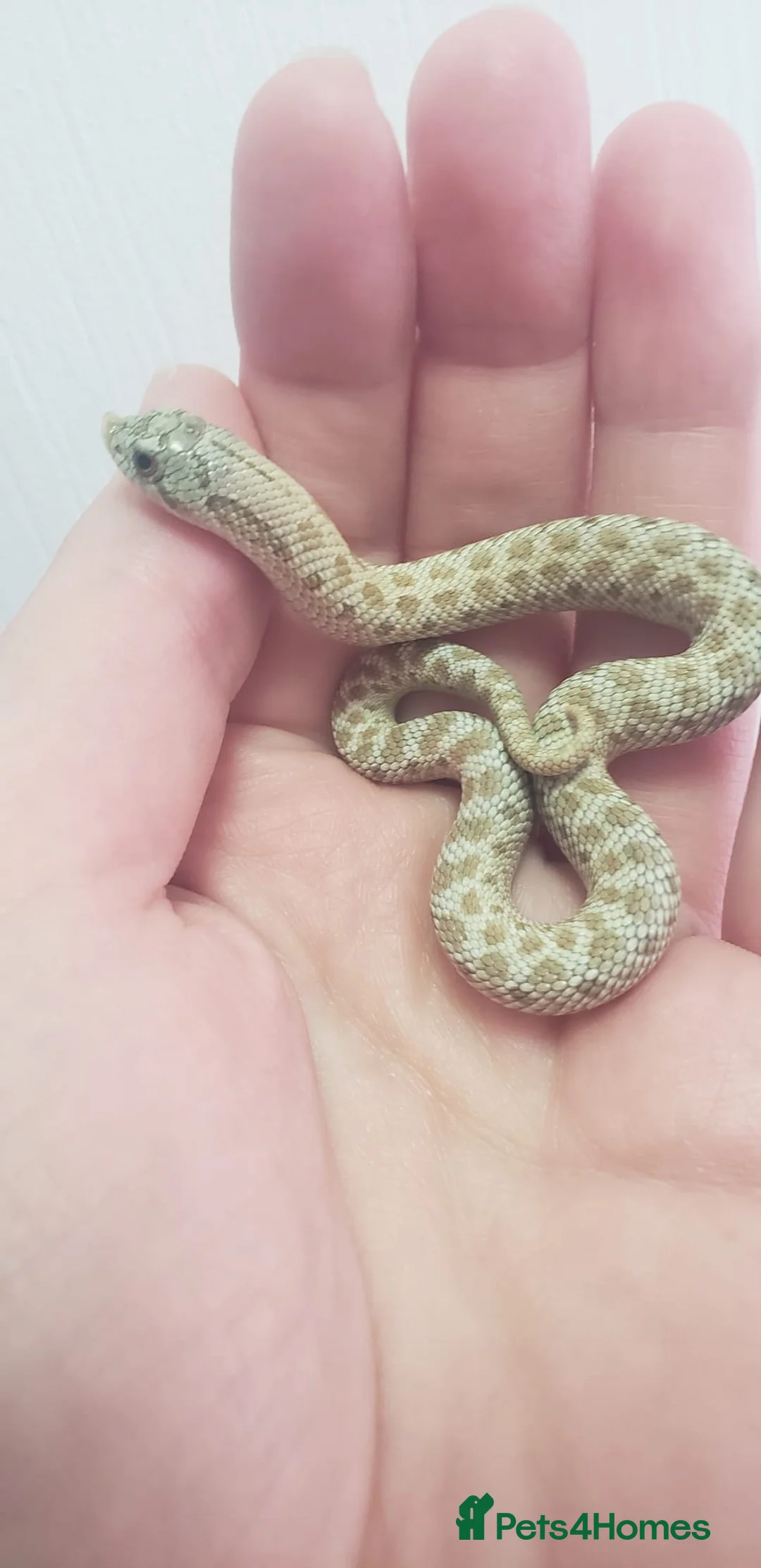 Snake reptiles for sale: Ultramel & Frosted CB26 western hognose Babies  - Advert 8