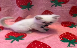 Ragdoll cats for sale: GCCF ACTIVE Registered Ragdoll Kittens  - Image 12