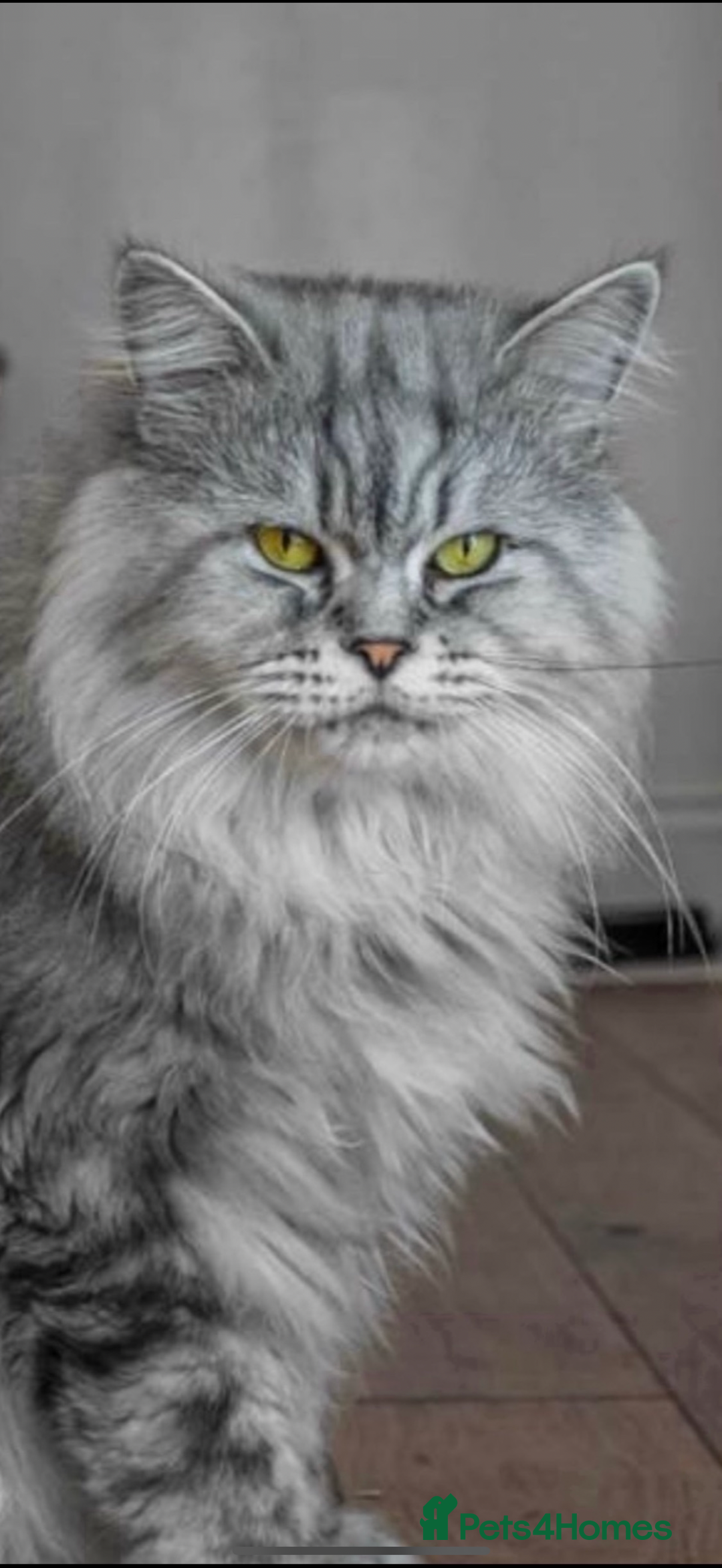 Maine Coon cats for sale: Full breed Mainecoon kittens ready 17th February  - Advert 20
