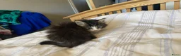 Maine Coon cats for sale: Maine coon kittens for sale  - Advert 15