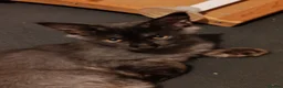 Maine Coon cats for sale: beautiful Maine coon kittens (2 poly) - Advert 8