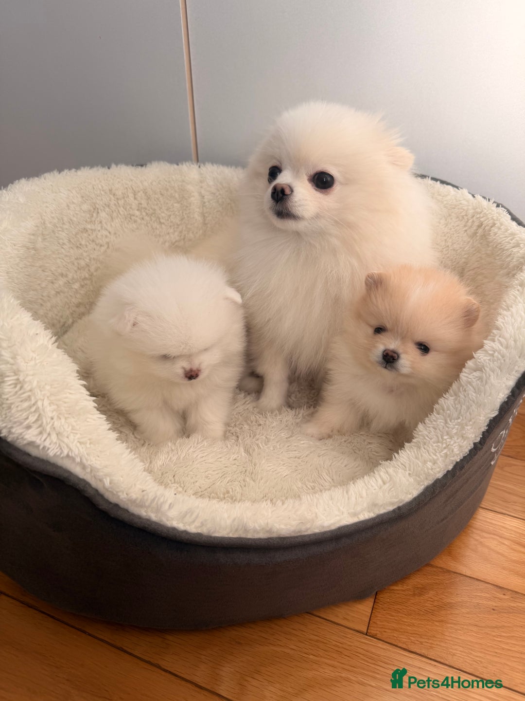 Pomeranian dogs for sale: Stunning Pomeranian Females KC reg. Russian lines - Advert 3