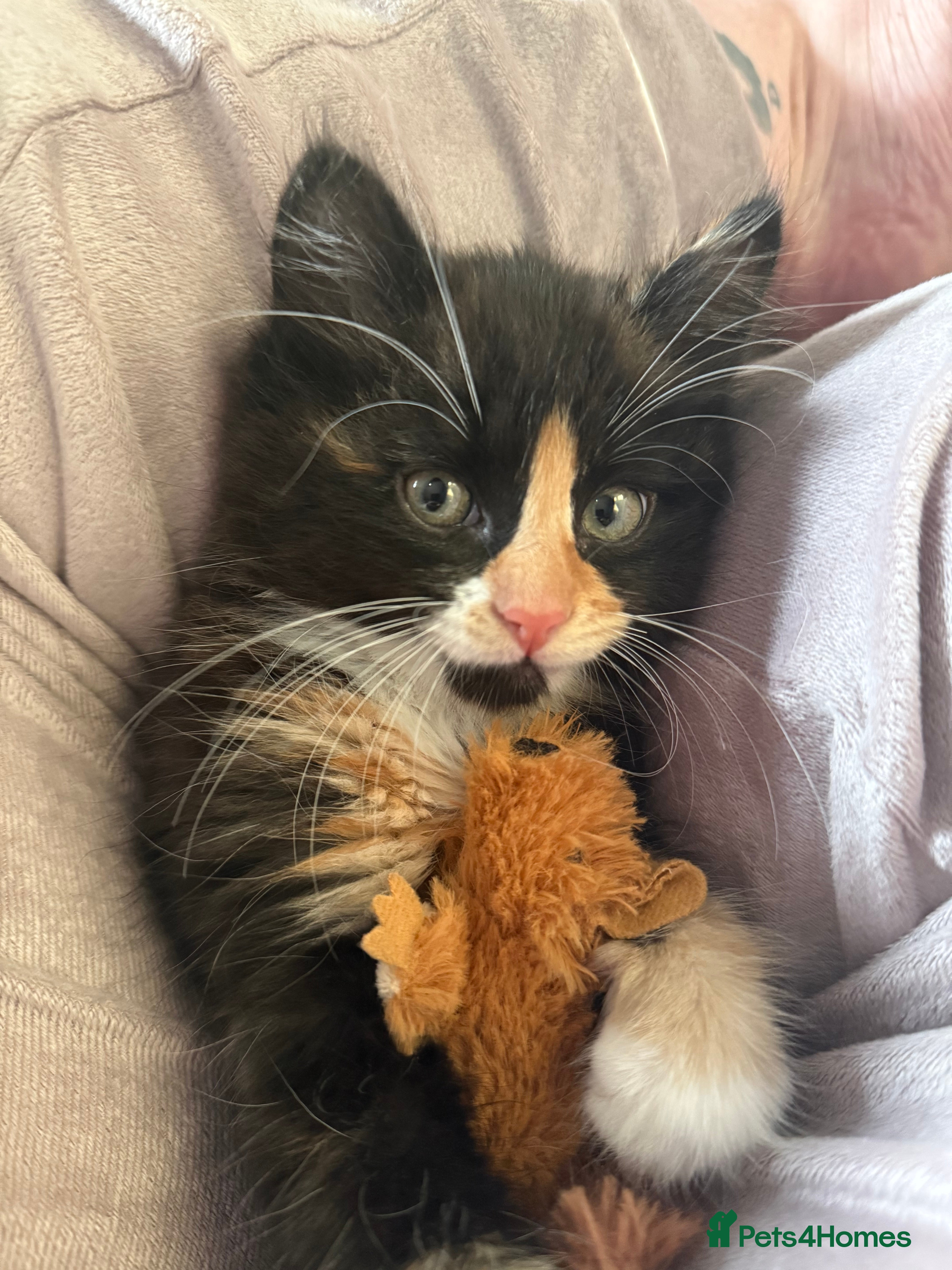 Mixed Breed cats Female kitten  - Advert 1