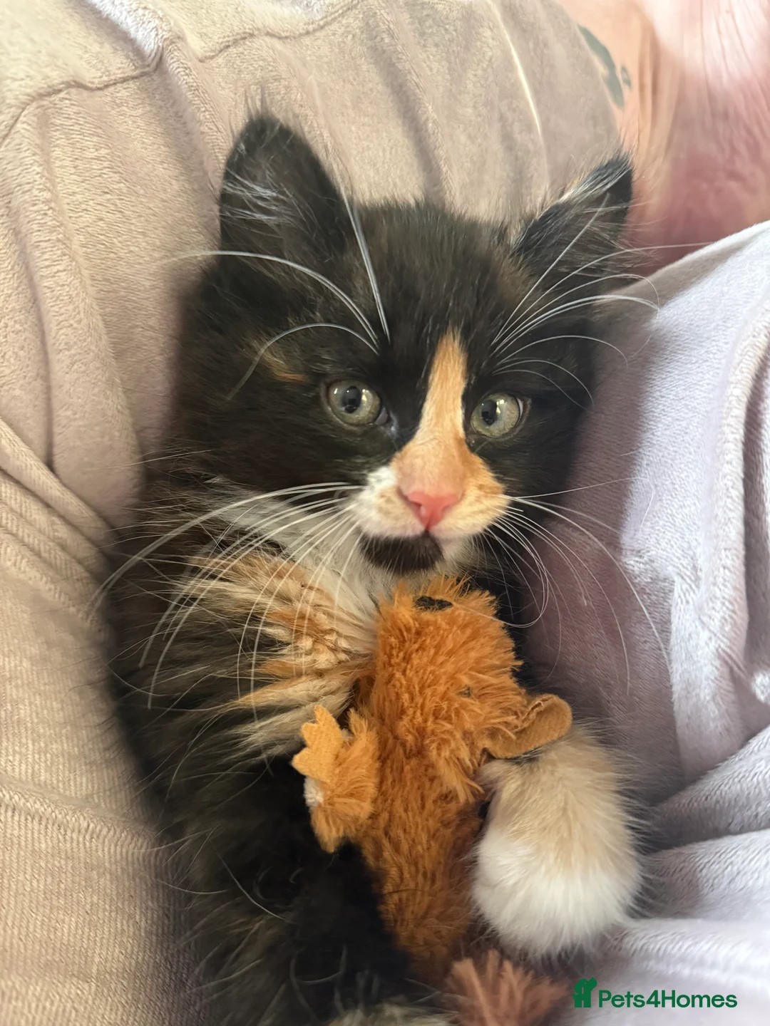 Mixed Breed cats for sale: Female kitten    pending  - Advert 1