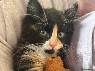 Mixed Breed cats Female kitten - Advert 4