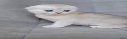 Scottish Fold cats for sale: Beautiful and healthy Scottish fold kittens - Advert 19