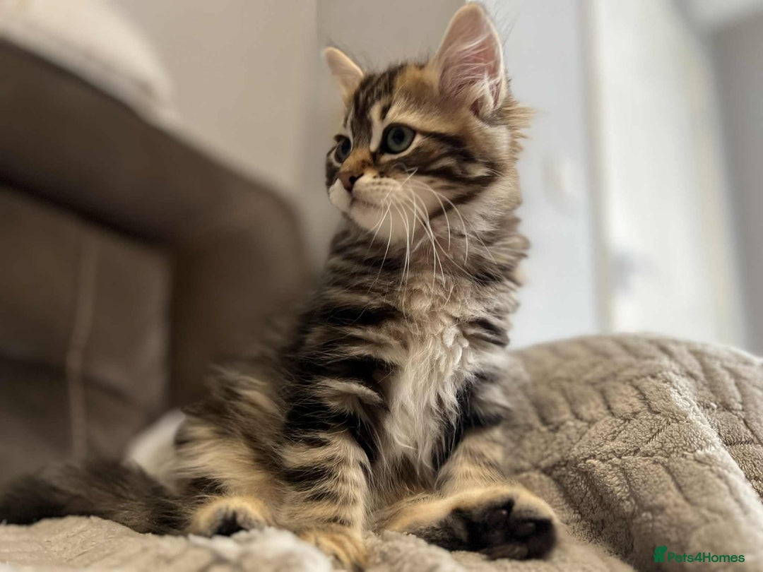 Siberian cats for sale: Purebred- Hypoallergenic Siberian Kittens - Image 20