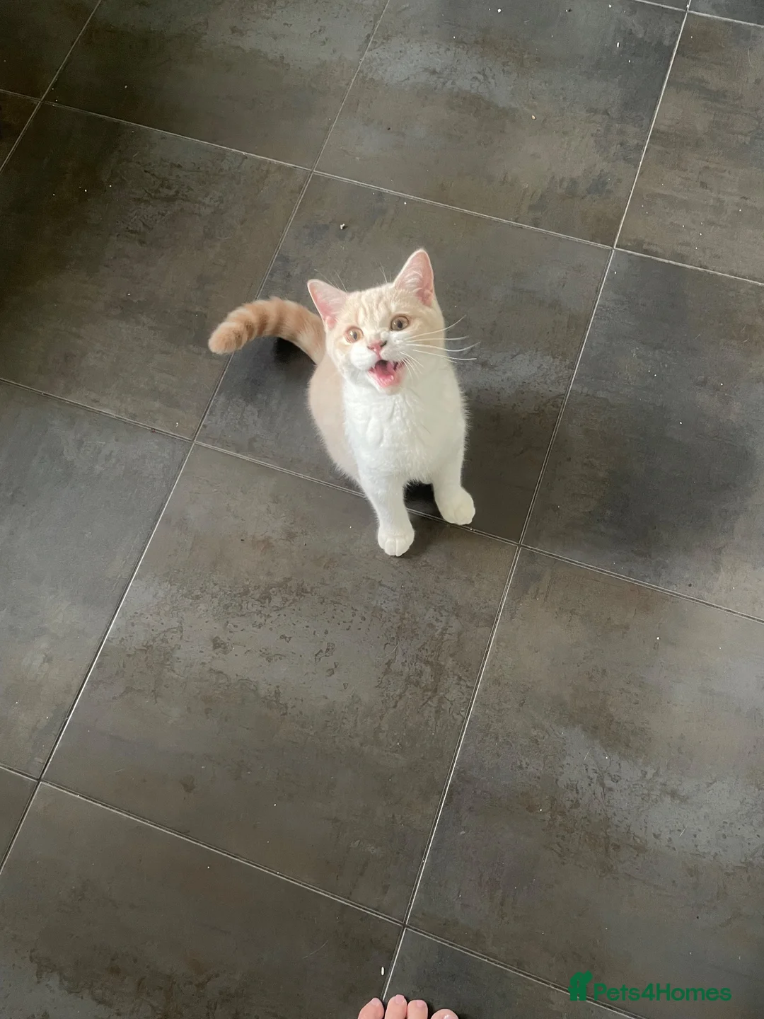British Shorthair cats for sale: Full pedigree British Shorthair  Cream & White boy - Advert 5