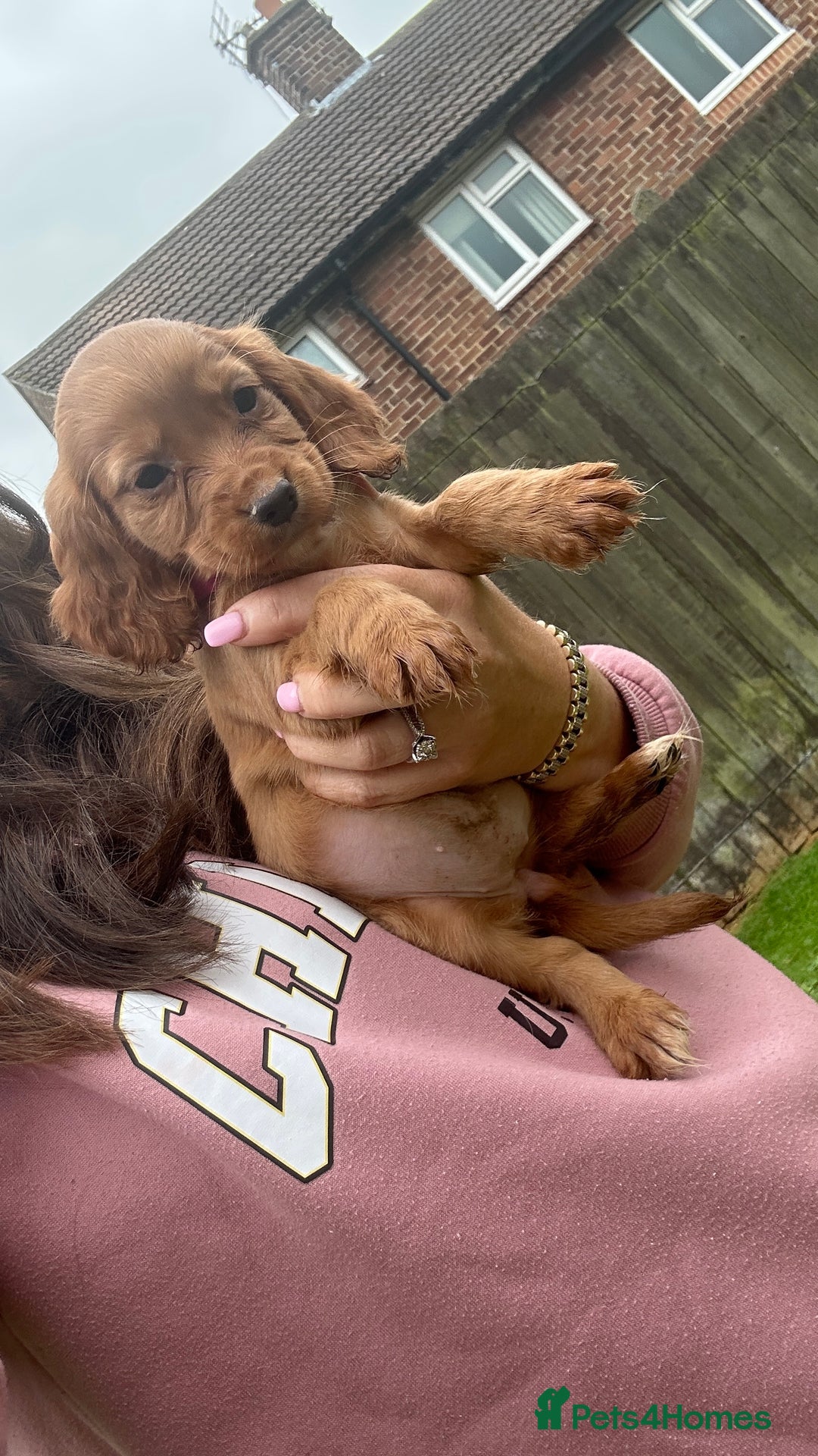 Cocker Spaniel dogs for sale: KC registered Red Cocker Spaniel Pups  - Image 9