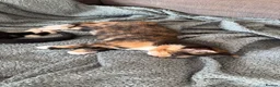 Mixed Breed cats for sale: Beautiful Part-Ragdoll Kittens in Bristol - Advert 6