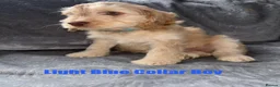 Cockapoo dogs for sale: F1 Cockapoo Puppies READY TO LEAVE - Advert 32