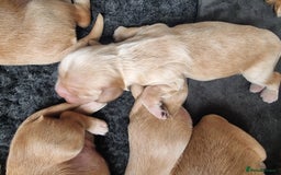 Cocker Spaniel dogs for sale: Working Cocker Spaniel Puppies for Sale - Image 11