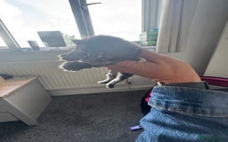 Mixed Breed cats for sale: 3 kittens for sale - Image 12