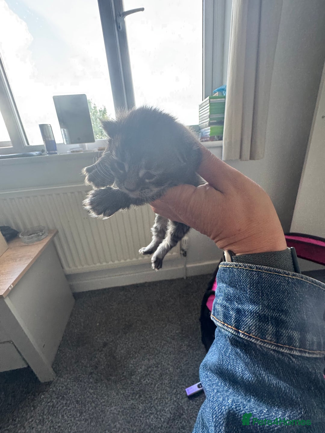 Mixed Breed cats for sale: 3 kittens for sale - Image 12