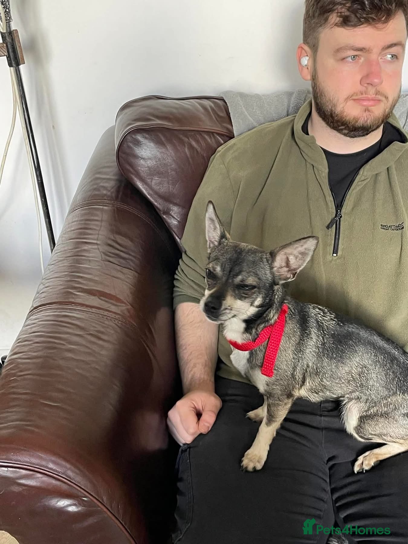 Bella - Hingham Norfolk — Chihuahua