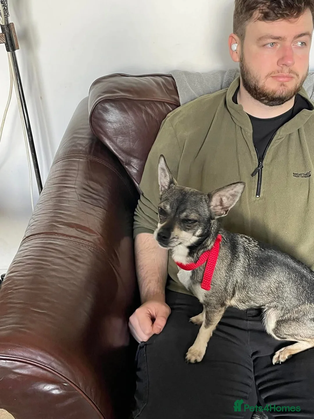 Chihuahua dogs for adoption: Bella - Hingham Norfolk  in Norwich - Advert 5