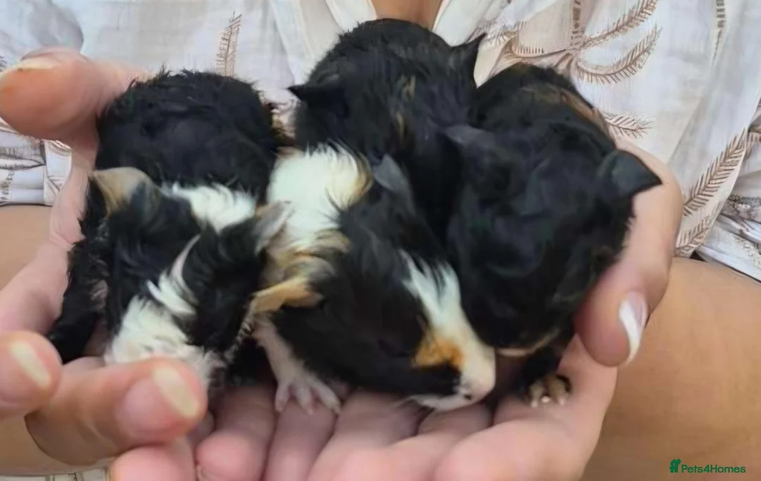 Guinea Pig rodents for sale: Guinea pigs  in Stoke-on-Trent - Advert 1