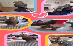 Cockatiels birds for sale: 2 months old baby cockatiel!❤️🦜 - Image 2