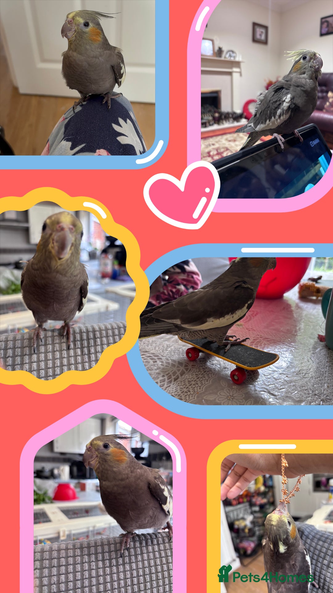 Cockatiels birds for sale: 2 months old baby cockatiel!❤️🦜 - Image 2