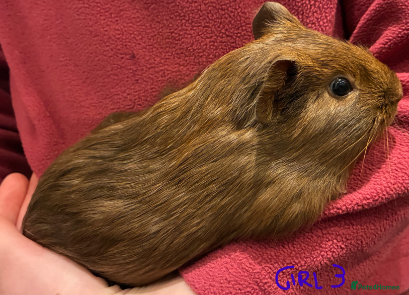 Guinea Pig rodents Female guinea pigs looking for their forever home in Stockport - Advert 10