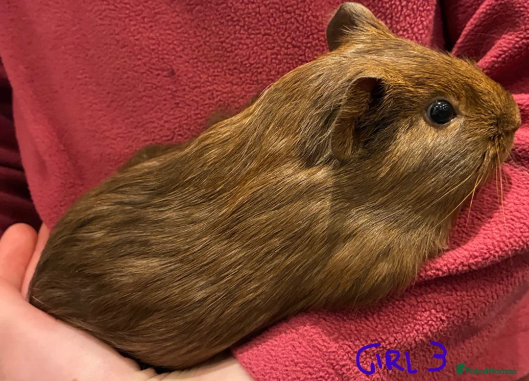Guinea Pig rodents for sale: Female guinea pigs looking for their forever home in Stockport - Advert 1