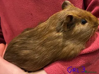 Guinea Pig rodents Female guinea pigs looking for their forever home in Stockport - Advert 10