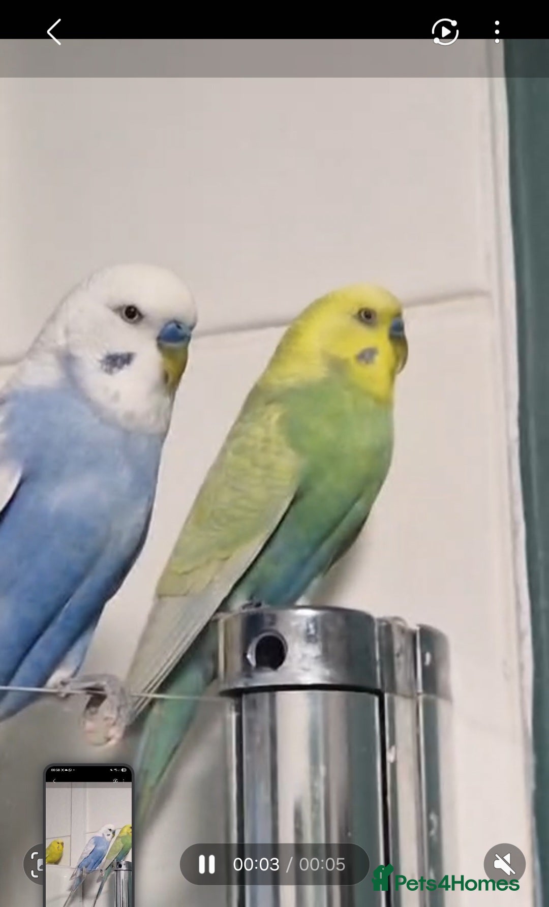 Budgerigars birds Two male and a female  - Advert 1
