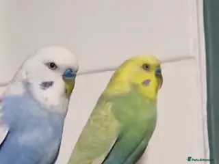 Budgerigars birds Two male and a female - Advert 18