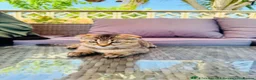 Scottish Fold cats for sale: ✨Kittens looking for forever home ✨ - Advert 25