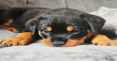 Rottweiler dogs in Battle - Advert 1