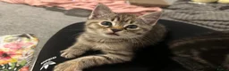 Ragdoll cats for sale: Beautiful Ragdoll Mix Kittens –  Litter Ready Soon in Nottingham - Advert 12