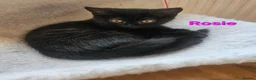 British Shorthair cats for sale: British Short Haired and Turkish Angora mix  - Advert 3