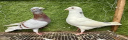 Pigeons birds for sale: 35 Mix  pigeon for sale - Advert 6