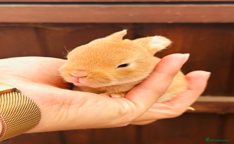 Rex rabbits - Advert 6