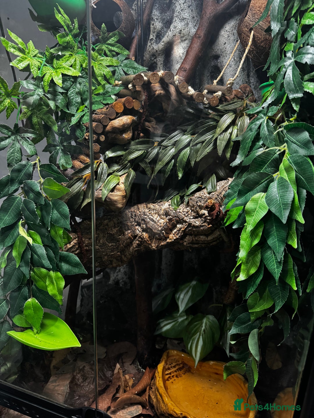 Frog reptiles for sale: 4 whites tree frog and enclosure - Advert 4