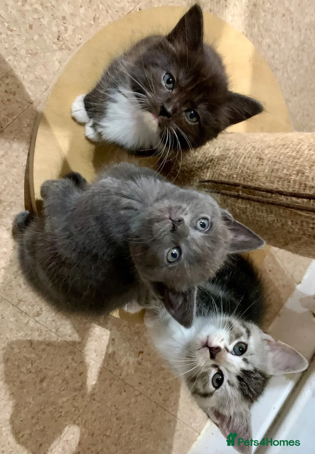 Mixed Breed cats for sale: Kittens from a Ragdoll-cross mother - Advert 2