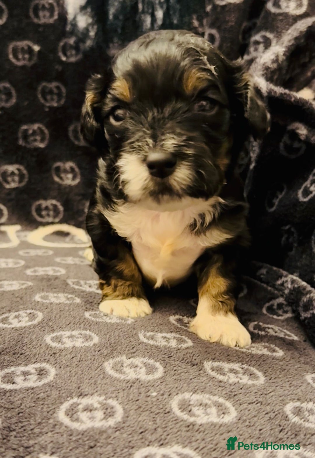 Shihpoo dogs for sale: Shipoo puppies - Image 3