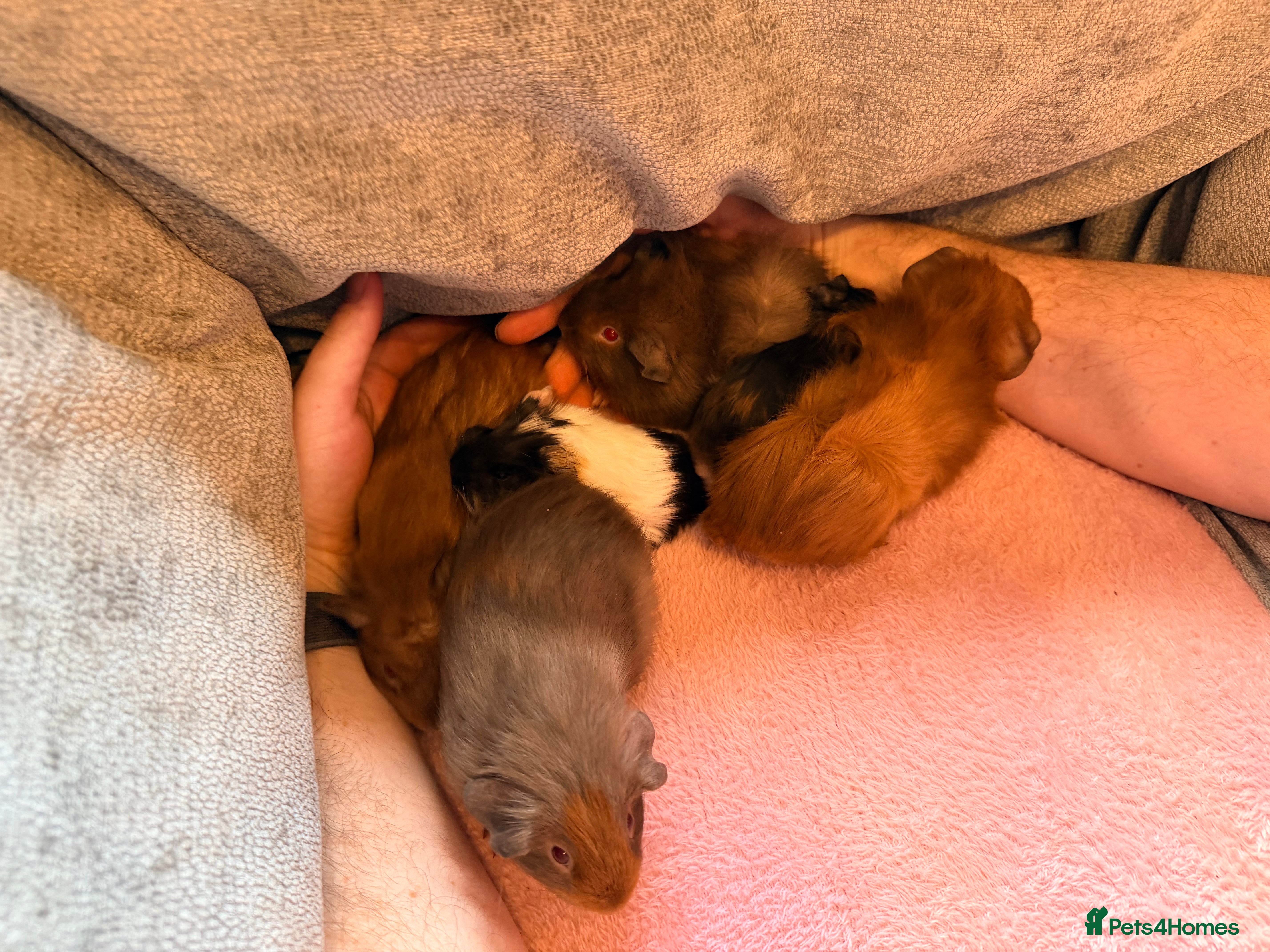 Guinea Pig rodents 7 stunning boys looking for their forever homes - Advert 1