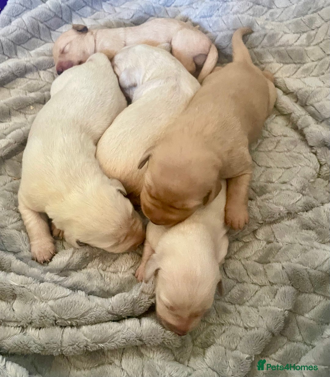 Labrador Retriever dogs for sale: Labrador puppies 5 gen pedigree health tested - Image 7