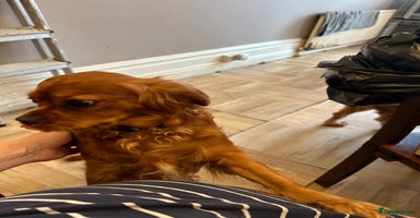 Cavapoo dogs - Advert 11