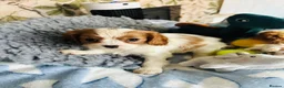 Cavalier King Charles Spaniel dogs for sale: 6 SWEET LITTLE BEAUTIES 2 boys 4 girls  - Advert 23
